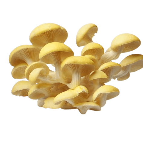 Golden Oyster