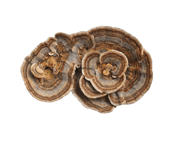 Turkey Tail